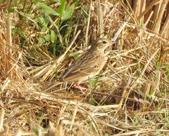 Anthus godlewskii