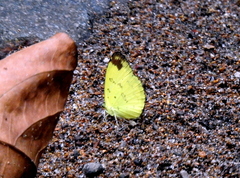Eurema simulatrix