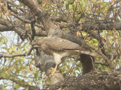 Accipiter badius