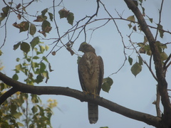 Accipiter badius