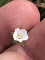 Geranium obtusisepalum