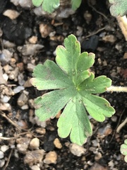 Geranium obtusisepalum