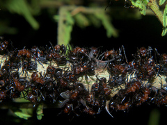 Oxyrhachis