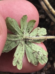 Geranium obtusisepalum