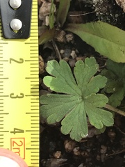 Geranium obtusisepalum
