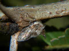 Cornutobelus