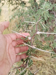 Vachellia erioloba