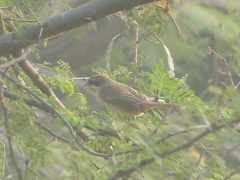 Lanius cristatus