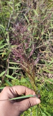 Melinis minutiflora