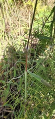 Melinis minutiflora