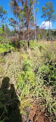 Melinis minutiflora