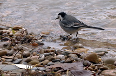 Motacilla alba