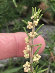 Pomaderris phylicifolia