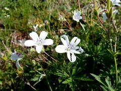 Geranium rivulare