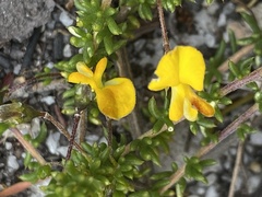 Aspalathus retroflexa