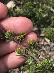 Pomaderris phylicifolia