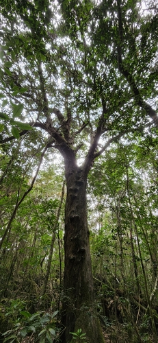 Podocarpus buchii