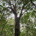 Podocarpus buchii - Photo (c) Yolanda M. Leon, some rights reserved (CC BY-NC), uploaded by Yolanda M. Leon