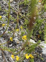 Aspalathus retroflexa