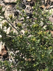 Pomaderris phylicifolia