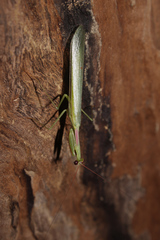 Miomantis