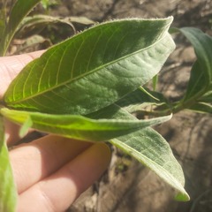 Persicaria subsessilis