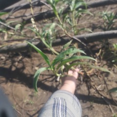 Persicaria subsessilis