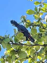 Calyptorhynchus banksii