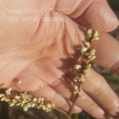 Persicaria subsessilis