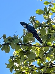 Calyptorhynchus banksii