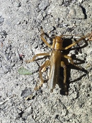 Gryllacrididae