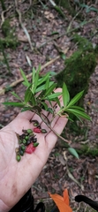 Podocarpus buchii