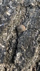 Microxeromagna lowei