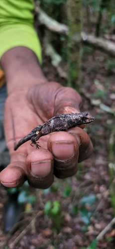Hispaniolan Hopping Anole