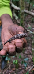 Anolis barbouri