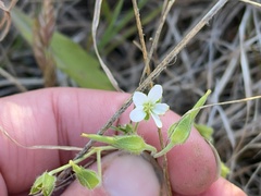 Geranium retrorsum