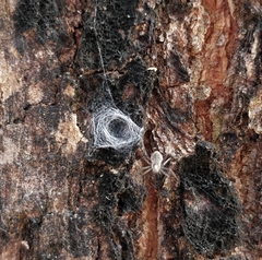 Herennia multipuncta