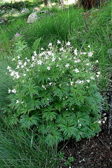 Geranium rivulare