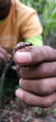 Anolis barbouri