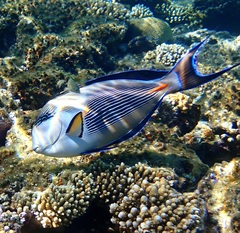 Acanthurus sohal