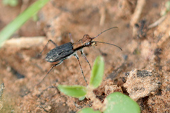 Prothymidia angusticollis