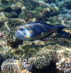Acanthurus sohal