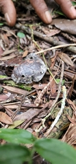 Anolis barbouri