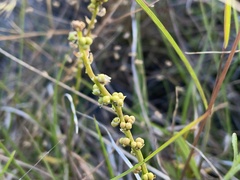 Stackhousia subterranea