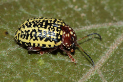 Blepharidina partita