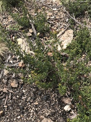 Pomaderris phylicifolia