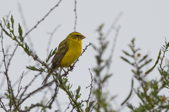 Crithagra sulphurata