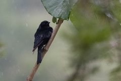 Melaenornis edolioides