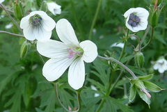 Geranium rivulare