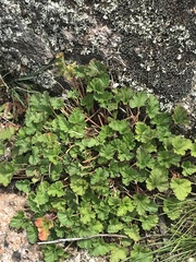 Pelargonium australe